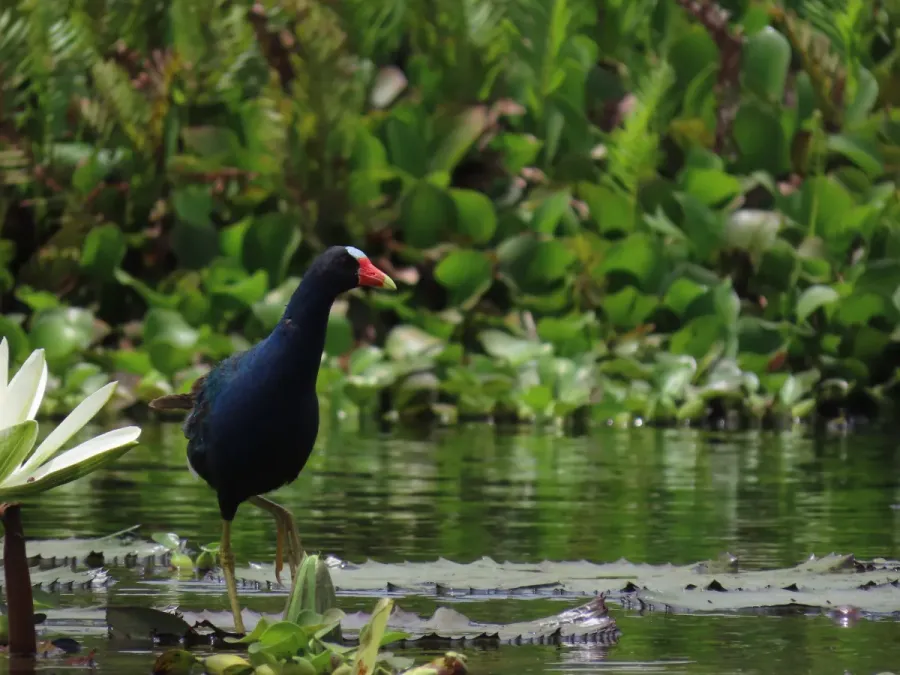 File:Porphyrio martinica en la Laguna El Oconal.jpg