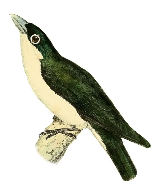 File:Leptopterus chabert 1868.jpg