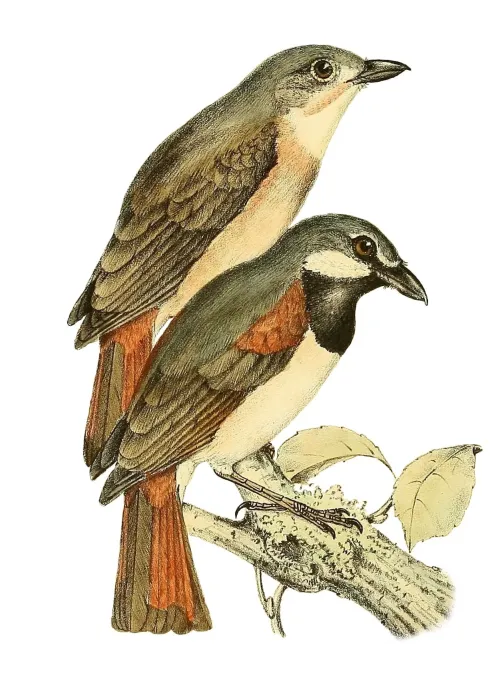 File:Calicalicus madagascariensis 1868.jpg