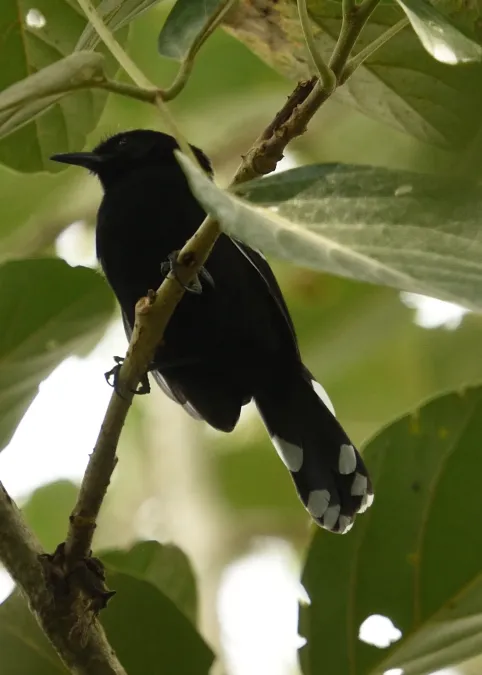 File:Cercomacra nigricans 255547665.jpg