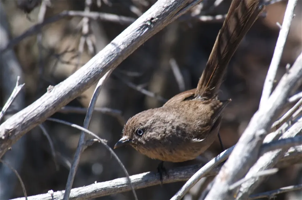 File:Wrentit (Chamaea fasciata).jpg