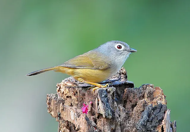 File:Gray-cheeked Fulvetta (Alcippe morrisonia).jpg