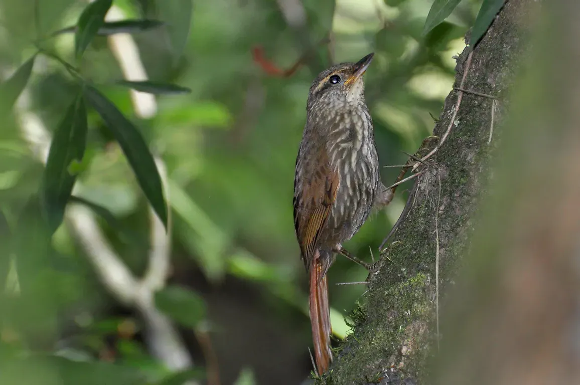 File:Syndactyla rufosuperciliata acrita juvenil.jpg