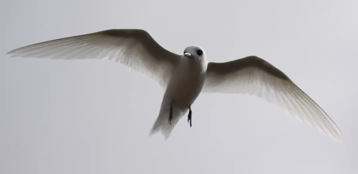 File:Gygis alba Ascension Island 3.jpg