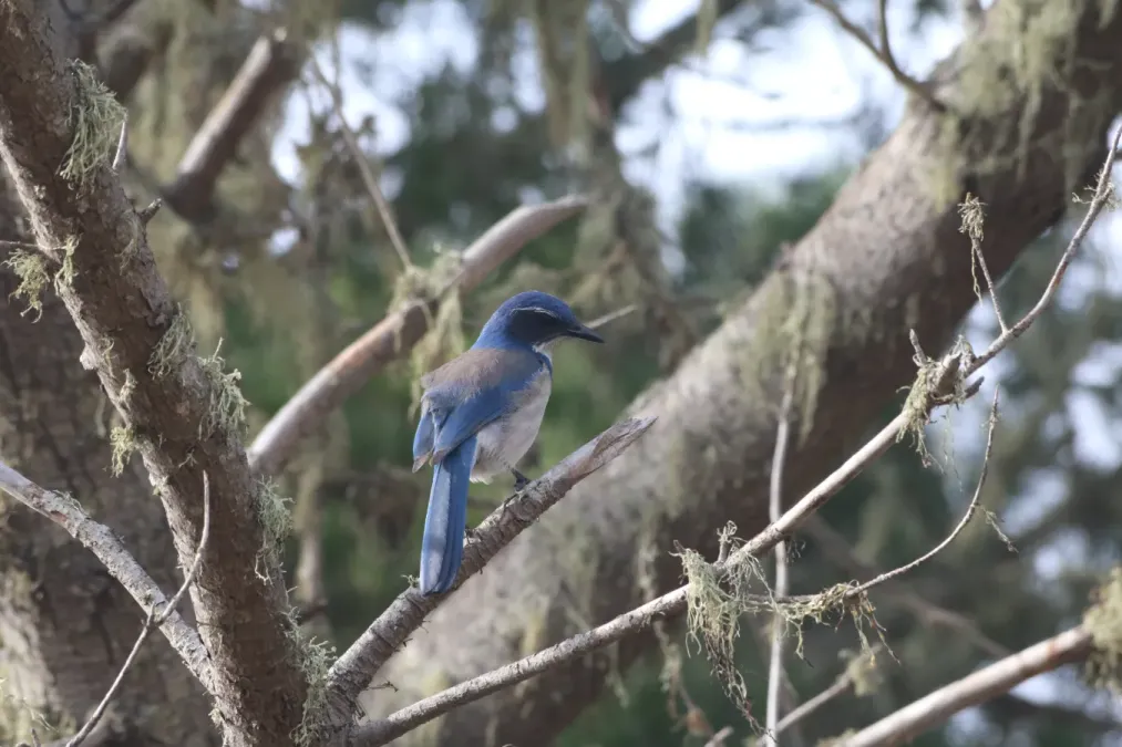 File:Aphelocoma californica on a branch at Año Nuevo Beach.jpg