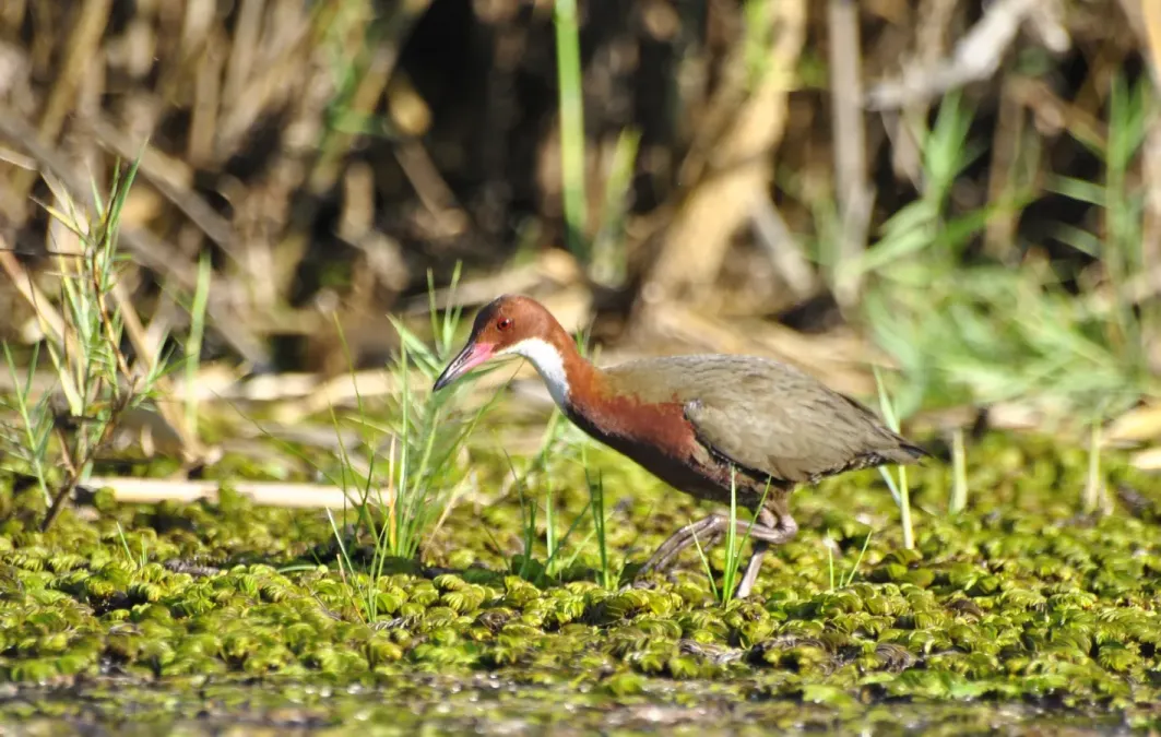 File:Râle de Cuvier Dryolimnas cuvieri - White-throated Rail du lac Kinkony, Boeny, Madagascar.jpg