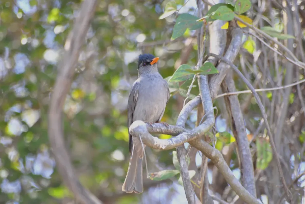 File:Bulbul de Madagascar Hypsipetes madagascariensis - Malagasy Bulbul.jpg