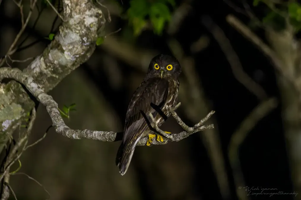 File:Ninox japonica japonica 388153988.jpg