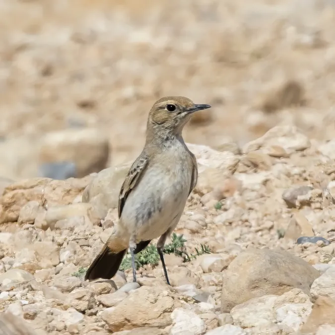 File:Red-rumped wheatear (Oenanthe moesta moesta) female Kebili.jpg