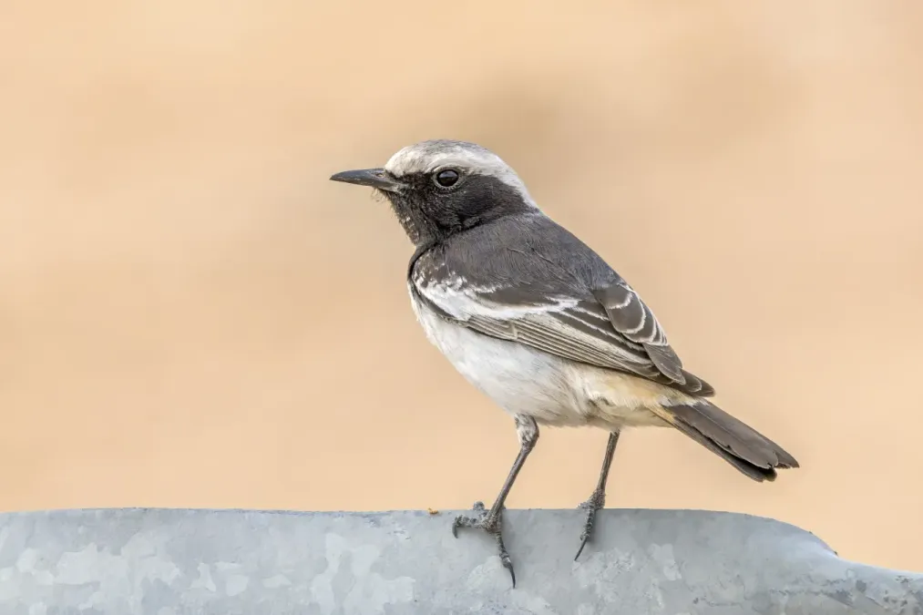 File:Red-rumped wheatear (Oenanthe moesta moesta) male Kebili.jpg