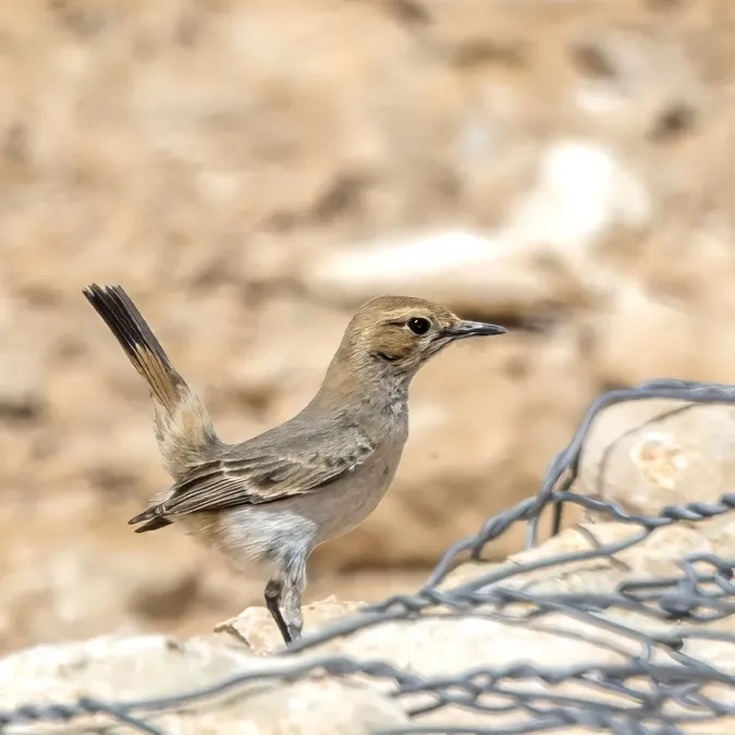 File:Red-rumped wheatear (Oenanthe moesta moesta) female Kebili 2.jpg