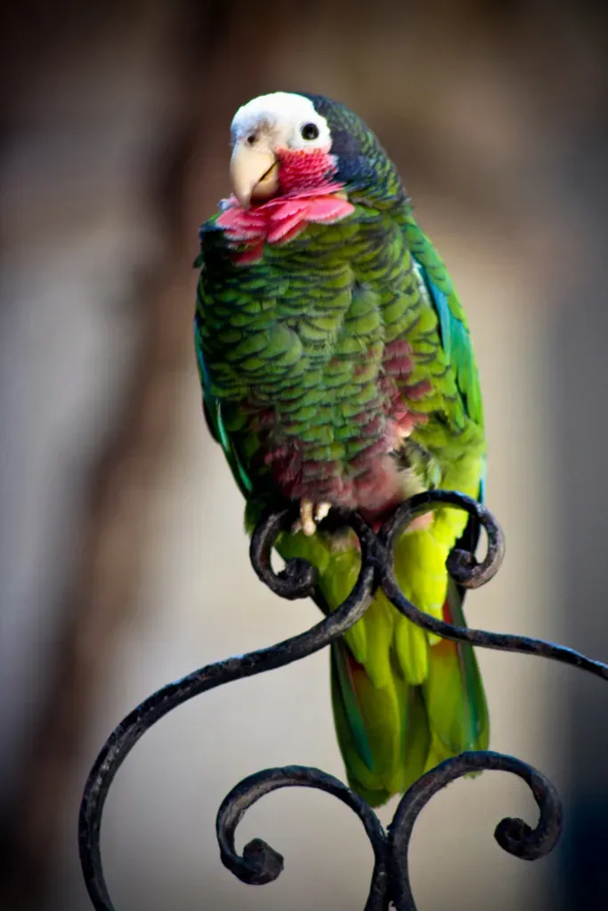 File:Amazona leucocephala - La Habana Vieja, Havana, Cuba-8.jpg