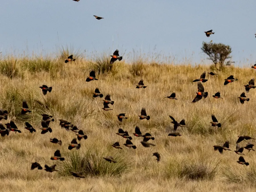 File:Leistes defilippii Pampas Meadowlark (flock); Saavedra, Buenos Aires, Argentina.jpg