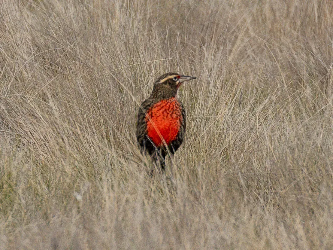 File:Leistes defilippii Pampas Meadowlark (male); Saavedra, Buenos Aires, Argentina.jpg