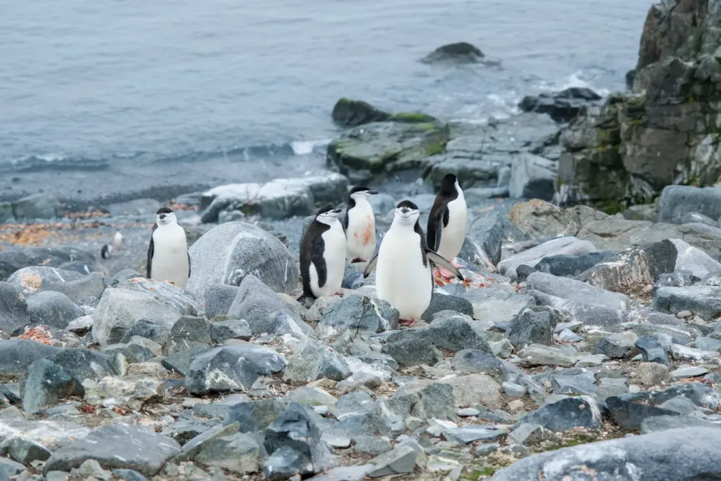 File:Pygoscelis antarcticus on the Half Moon Island 02.jpg