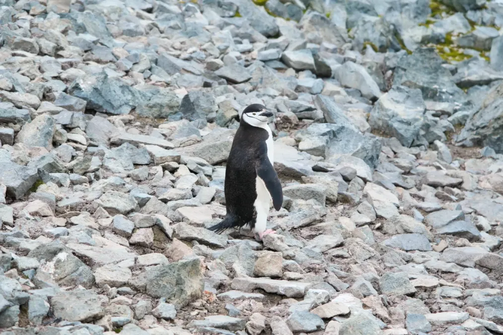 File:Pygoscelis antarcticus on the Half Moon Island 01.jpg