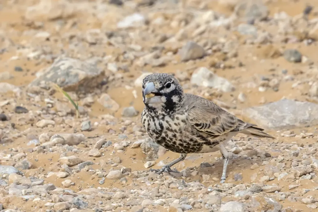 File:Thick-billed lark (Ramphocoris clotbey) Kebili 2.jpg