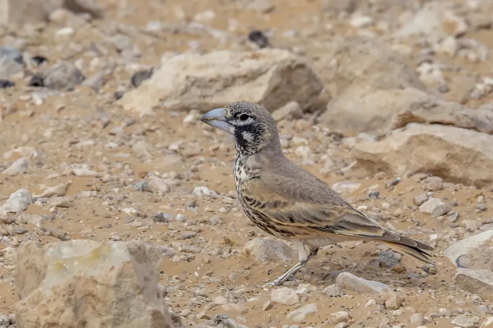 File:Thick-billed lark (Ramphocoris clotbey) Kebili.jpg