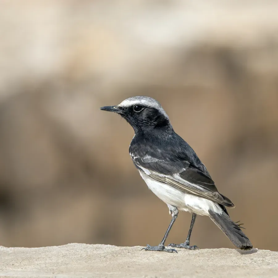File:Red-rumped wheatear (Oenanthe moesta) Kebili.jpg