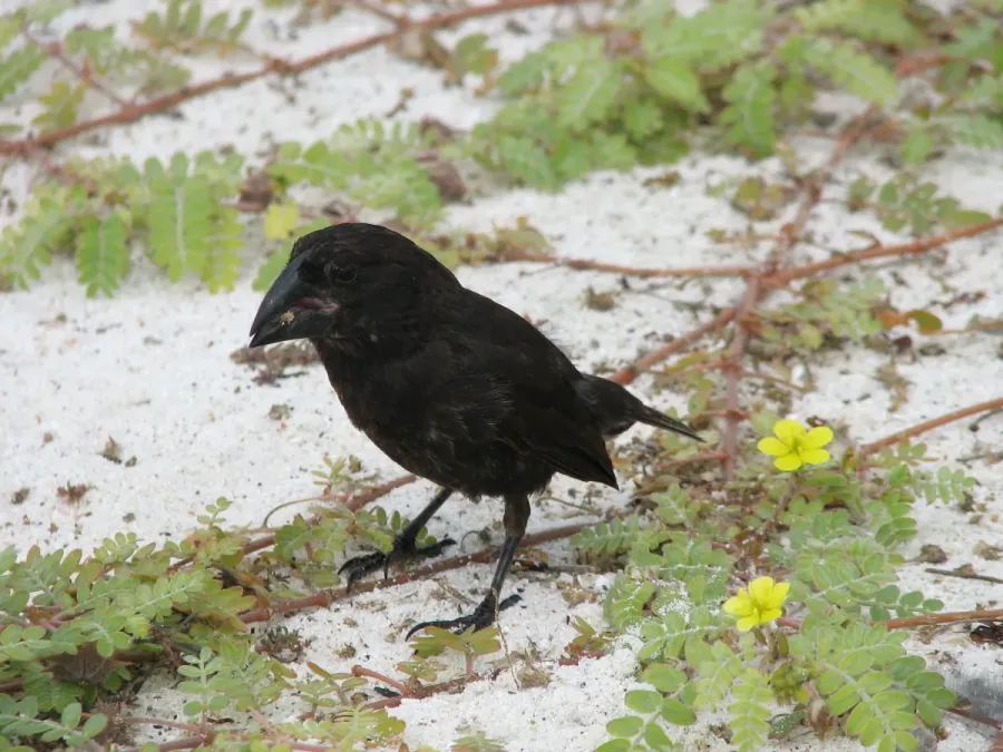 File:Geospiza conirostris -Espanola Island, Galapagos Islands, Ecuador-8.jpg
