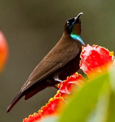 File:Chalcomitra rubescens, crop.jpg