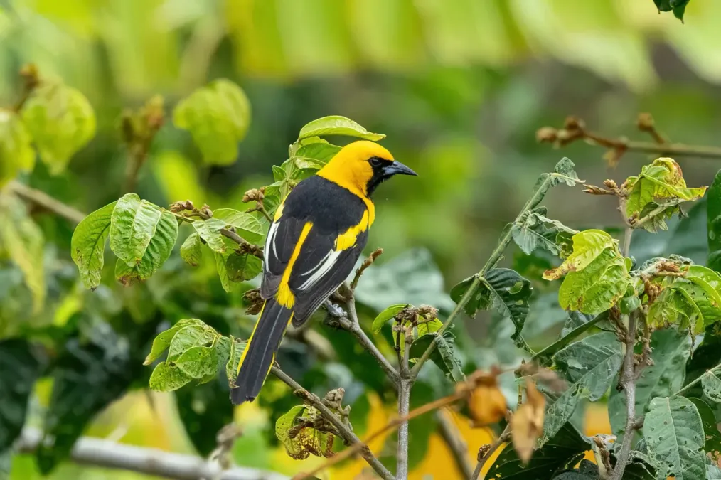 File:Icterus mesomelas taczanowskii 388016991.jpg