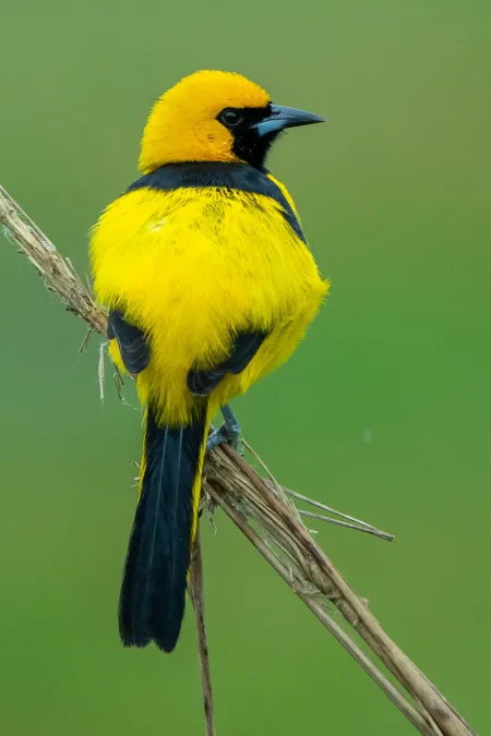 File:Icterus mesomelas 335796761.jpg