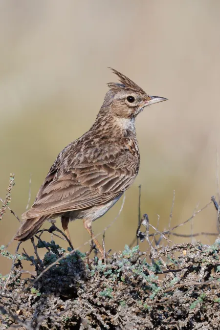 File:Thekla's lark (Galerida theklae).jpg