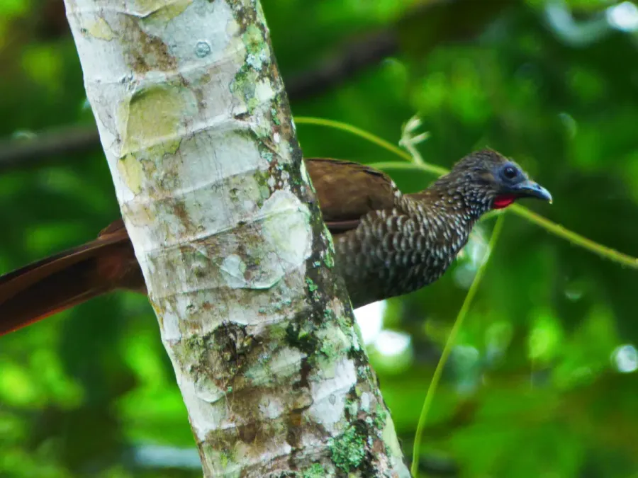 File:Ortalis guttata.jpg