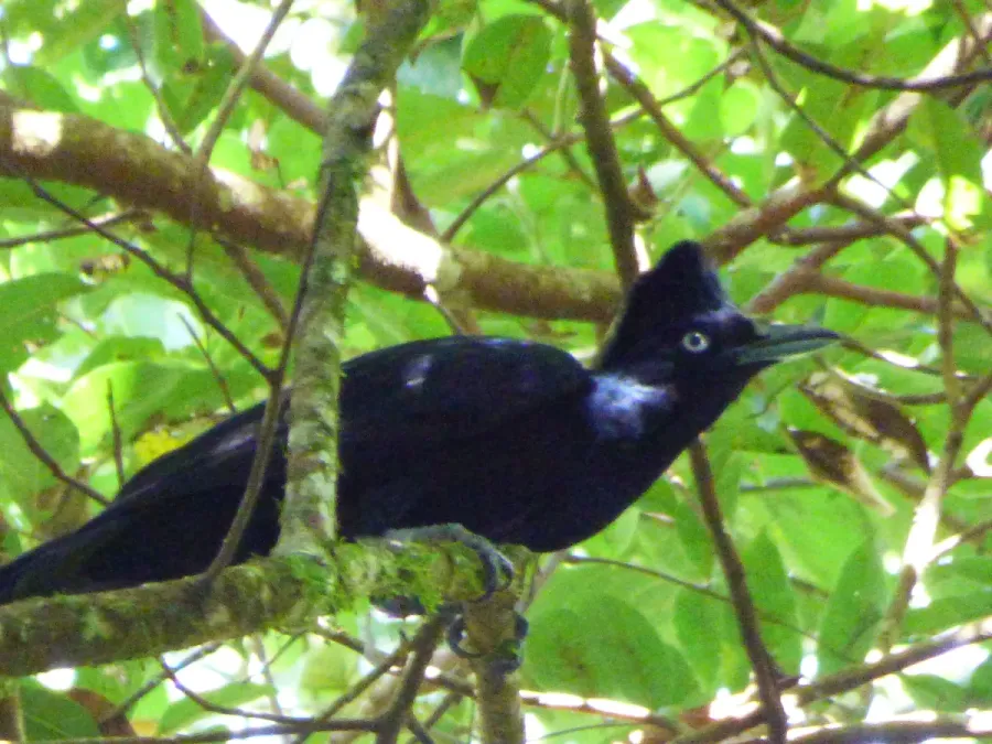File:Pájaro paraguas amazónico (Cephalopterus ornatus).jpg