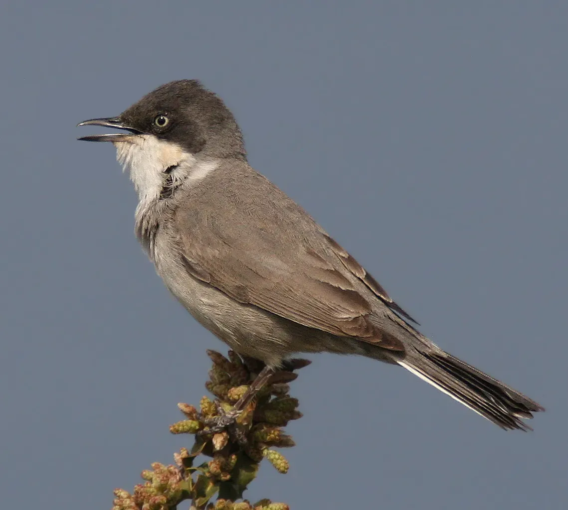 File:Curruca crassirostris 91619419 (cropped).jpg