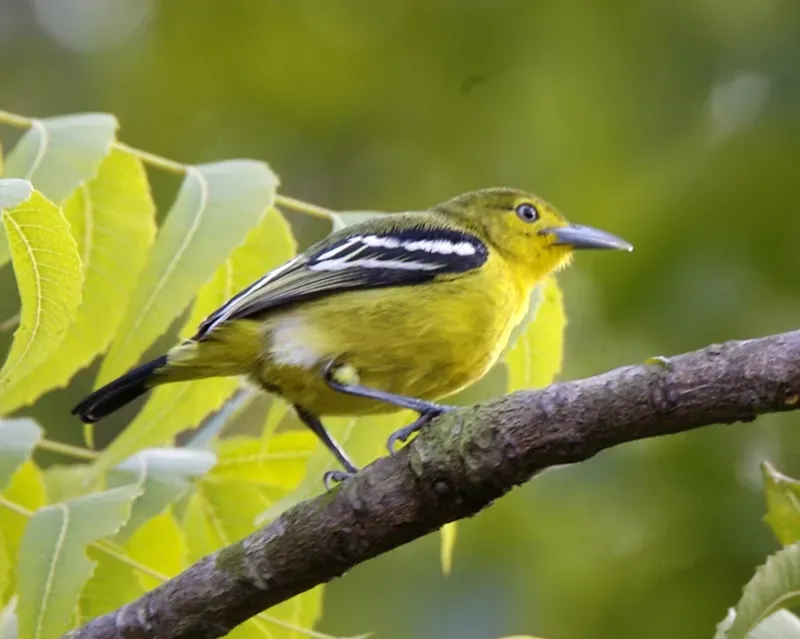 File:Common Iora (Aegithina tiphia) 6.jpg