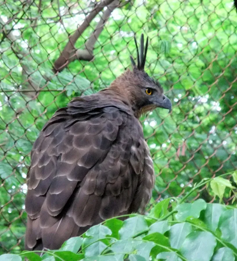 File:Elang Jawa Nisaetus bartelsi Bandung Zoo 2 cropped.jpg