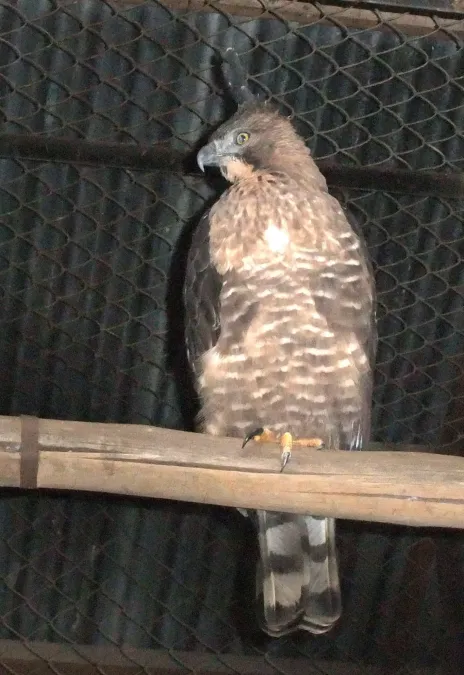 File:Elang Jawa Nisaetus bartelsi Bandung Zoo cropped.jpg