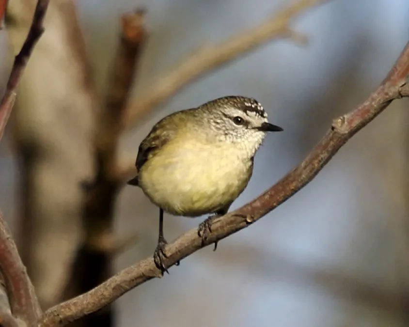 File:Yellow-rumped Thornbill (Acanthiza chrysorrhoa).jpg