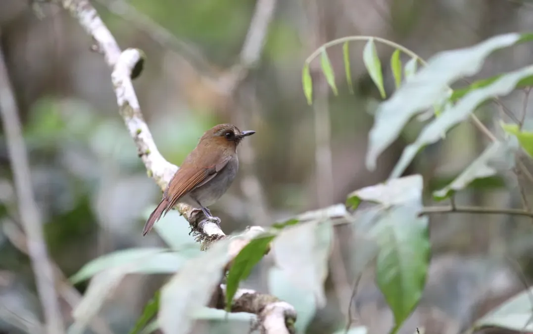 File:Vauriella gularis 102415324.jpg