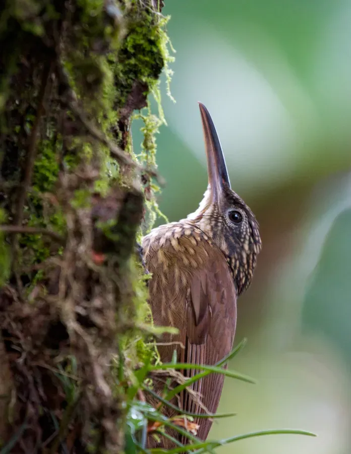 File:Xiphorhynchus erythropygius -Heredia, Costa Rica-8.jpg