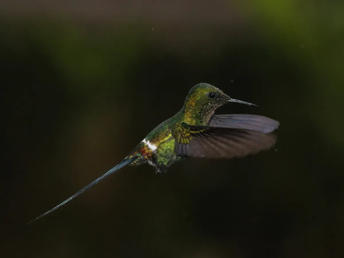 File:Green thorntail (Discosura conversii) male in flight (cropped).jpg