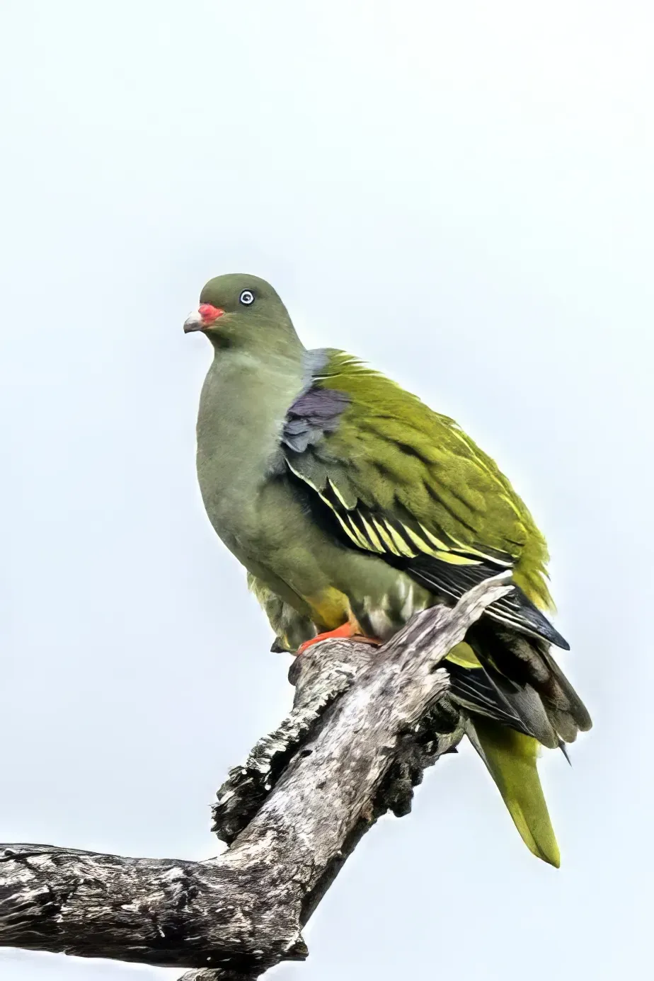 File:African green-pigeon (Treron calvus) Kruger.jpg