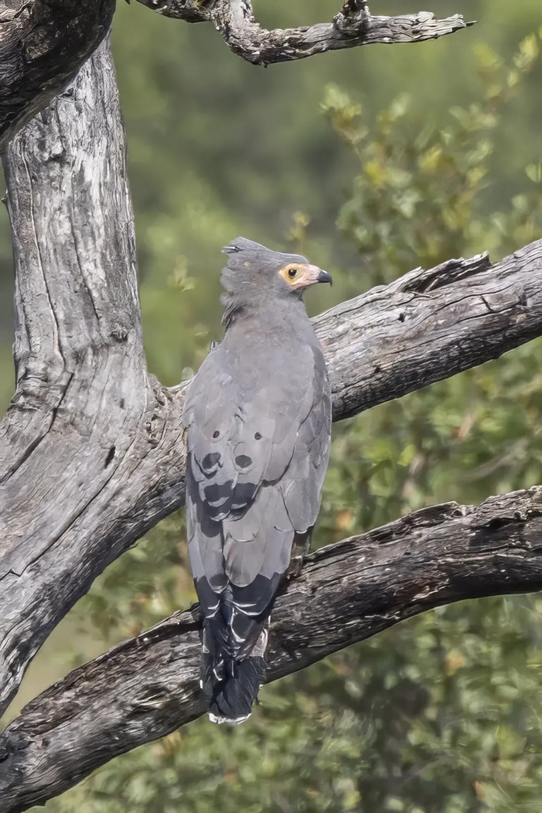 File:African harrier-hawk (Polyboroides typus) Kruger.jpg