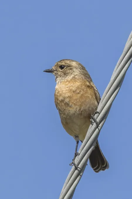 File:African stonechat (Saxicola torquatus torquatus) female Malolotja.jpg