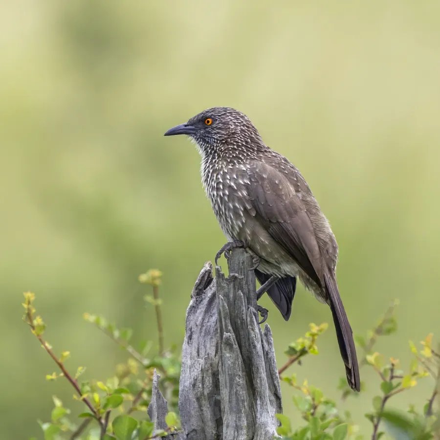 File:Arrow-marked babbler (Turdoides jardineii) Kruger.jpg