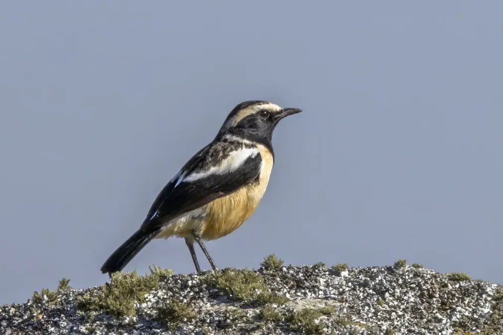 File:Buff-streaked chat (Campicoloides bifasciatus) male Malolotja 2.jpg