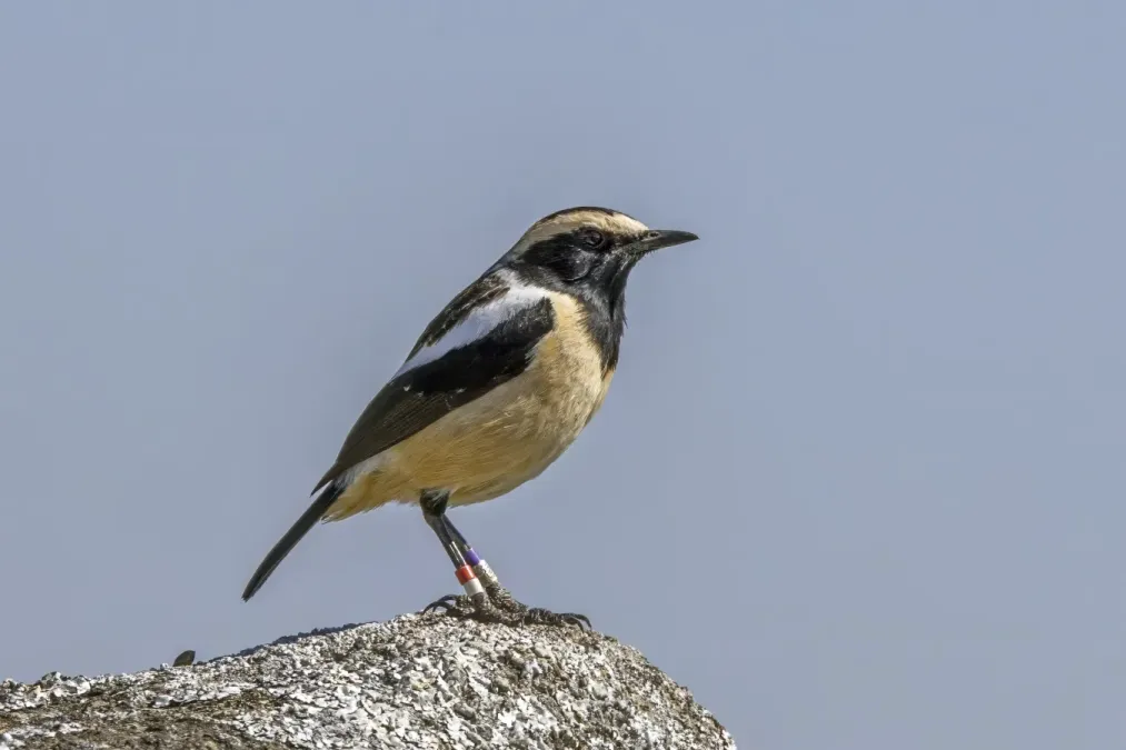 File:Buff-streaked chat (Campicoloides bifasciatus) male Malolotja.jpg