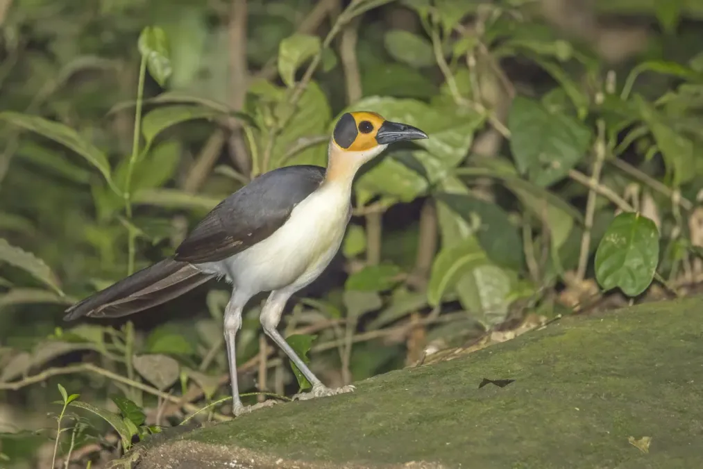 File:White-necked rockfowl (Picathartes gymnocephalus) Nyamebe Bepo 7.jpg