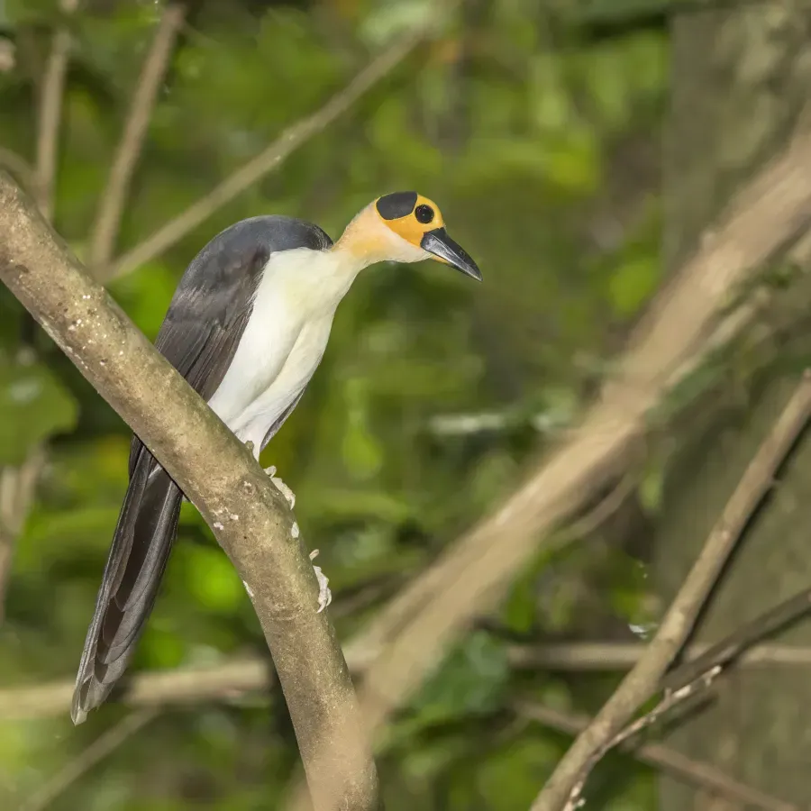 File:White-necked rockfowl (Picathartes gymnocephalus) Nyamebe Bepo 6.jpg