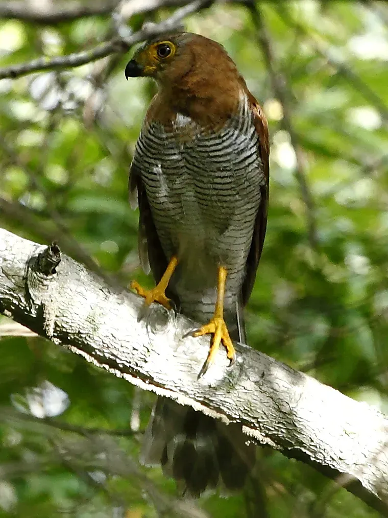 File:Halcón montés chico (Micrastur ruficollis) (vertical crop).jpg