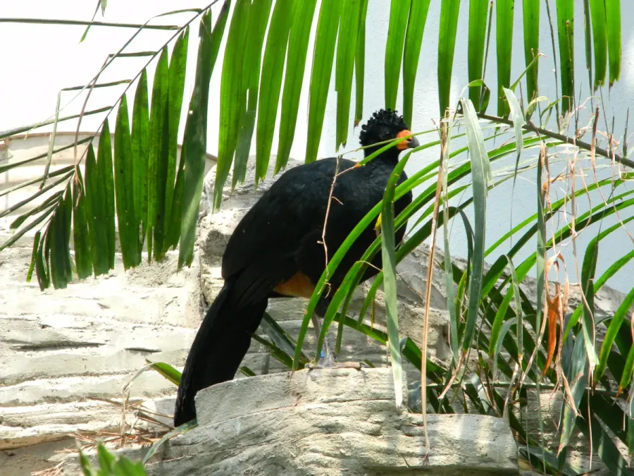 File:Crax globulosa -Houston Zoo, Texas, USA -female-8a (1).jpg