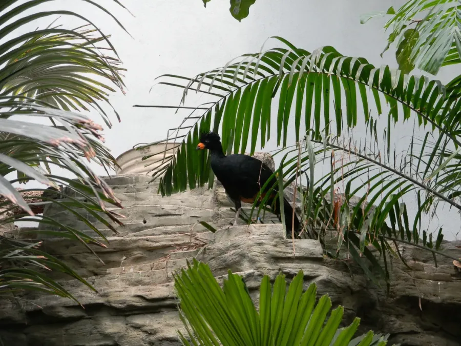 File:Crax globulosa -Houston Zoo, Texas, USA -female-8a (2).jpg