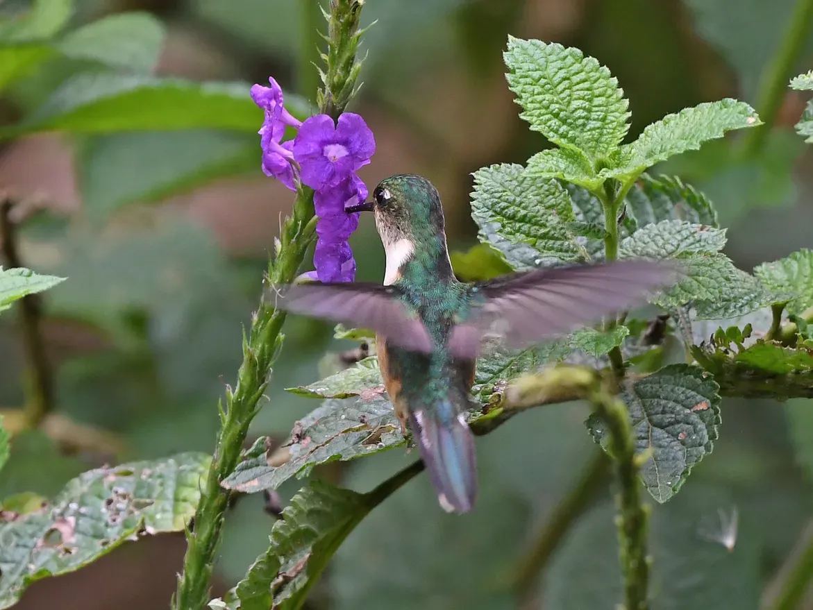 File:Phlogophilus harterti 325706705 (cropped).jpg